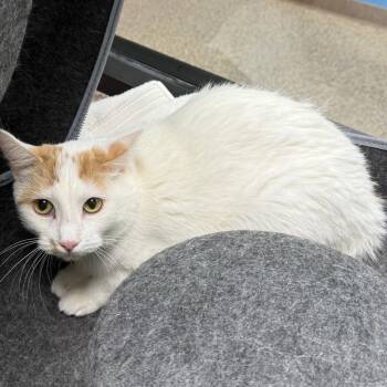 Eva -  Domestic Short Hair Cat for Adoption in Cheyenne, Wyoming - Eva | PetCurious