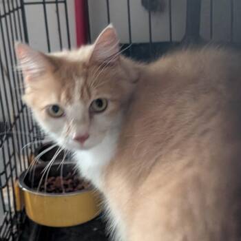 Delta -  Domestic Medium Hair Cat for Adoption in Carmel, Indiana - Delta | PetCurious