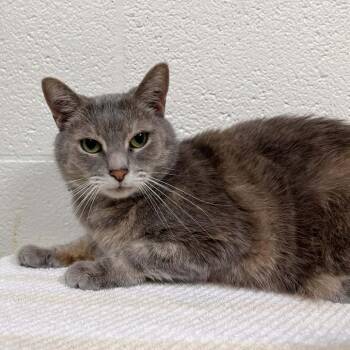 Domestic Short Hair Cats Available for Adoption in Harrisonburg, Virginia - Katy | PetCurious