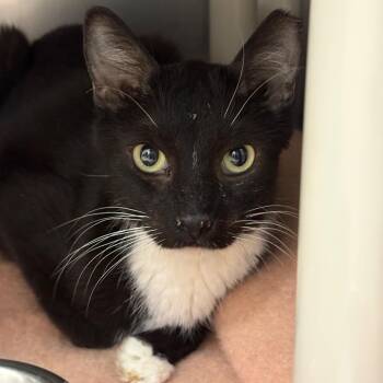 Rasta -  Domestic Short Hair Cat for Adoption in Kanab, Utah - Rasta | PetCurious