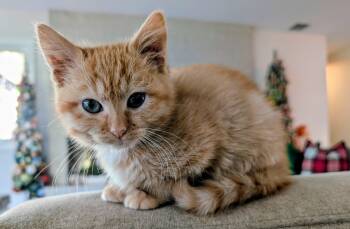 Rescue Domestic Short Hair Cats for Adoption in Wheaton, Illinois - Jack-Jack | PetCurious