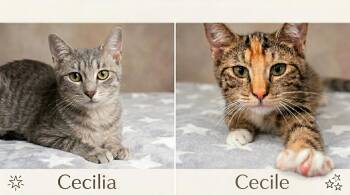American Shorthair Cats Available for Adoption in East Orange, New Jersey - Cecile & Cecilia | PetCurious