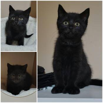 Siyah -  Domestic Short Hair Cat for Adoption in Delson, Quebec - Siyah | PetCurious