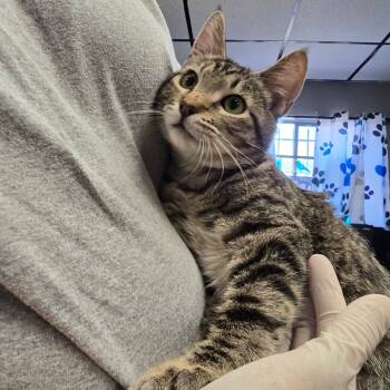Rescue Domestic Short Hair Cats for Adoption in Spokane, Washington - Tony | PetCurious