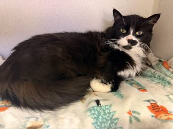 Friskie -  Domestic Long Hair Cat for Adoption in Pottsville, Pennsylvania - Friskie | PetCurious