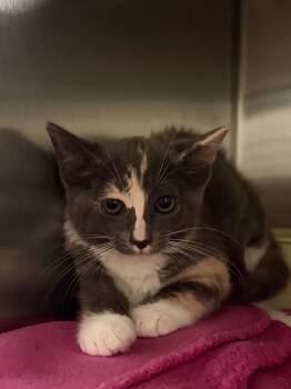 Arena (Petsmart) -  Domestic Short Hair Cat for Adoption in Ocala, Florida - Arena (Petsmart) | PetCurious