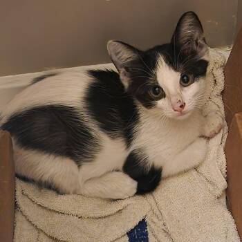 Skunky -  Domestic Short Hair Cat for Adoption in Chicago, Illinois - Skunky | PetCurious