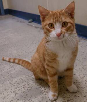 Domestic Short Hair Cats Available for Adoption - Gizmo | PetCurious