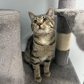 Rescue Domestic Short Hair Cats for Adoption in Crookston, Minnesota - Myla | PetCurious