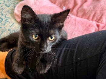 Ramble -  Domestic Short Hair Cat for Adoption in Ocala, Florida - Ramble | PetCurious