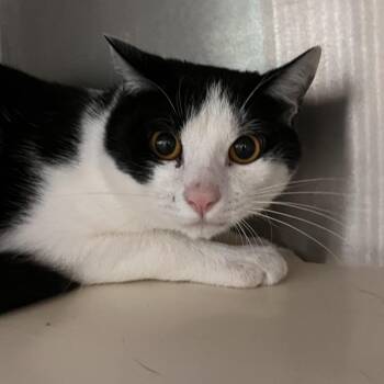 Donatello -  Domestic Short Hair Cat Available for Adoption in Washburn, Missouri - Donatello | PetCurious