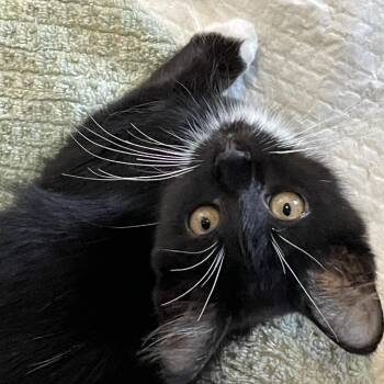 Postmaster General -  Domestic Short Hair Cat for Adoption in Salt Lake City, Utah - Postmaster General | PetCurious