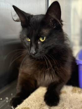 Domestic Long Hair Cats Available for Adoption - Oscar 24 | PetCurious