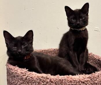 Domestic Short Hair Cats Available for Adoption - Jingle Bell | PetCurious