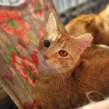 Rescue Domestic Short Hair Cats for Adoption in Rochester, Minnesota - Ochra | PetCurious