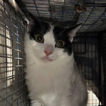 Betty -  Domestic Short Hair Cat for Adoption in San Gabriel, California - Betty | PetCurious