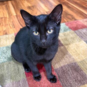 Scott Hunter -  Domestic Short Hair Cat for Adoption in Saint Paul, Minnesota - Scott Hunter | PetCurious