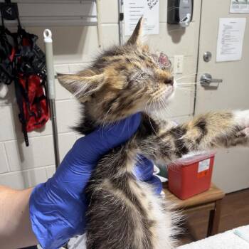 SAS-Wildlife-91837 -  Domestic Short Hair Cat for Adoption in Milton, Florida - SAS-Wildlife-91837 | PetCurious