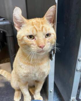 Ty -  Domestic Short Hair Cat for Adoption in Stillwater, Oklahoma - Ty | PetCurious