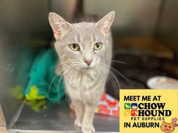 Domestic Short Hair Cats Available for Adoption in Fort Wayne, Indiana - STERLING | PetCurious