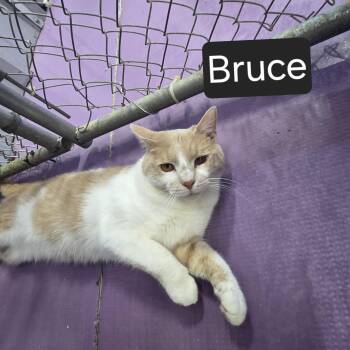 Bruce -  Domestic Short Hair Cat Available for Adoption in Snow Hill, North Carolina - Bruce | PetCurious