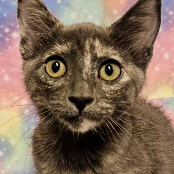 Tiffany - Rancho Cucamonga PetSmart -  Domestic Short Hair Cat for Adoption in Yorba Linda, California - Tiffany - Rancho Cucamonga PetSmart | PetCurious