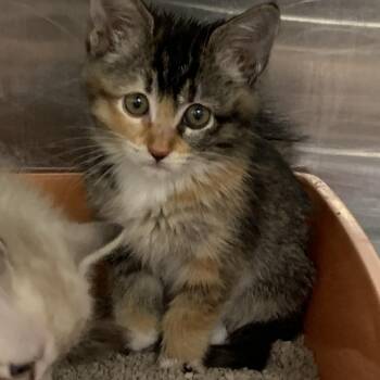 Domestic Medium Hair and Domestic Short Hair Cats Available for Adoption in Bullhead City, Arizona - Kitten (1) 05/26/2026 | PetCurious