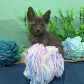 Gill -  Domestic Short Hair Cat for Adoption in Xenia, Ohio - Gill | PetCurious