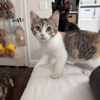 Stitch -  Calico Cat for Adoption in Oakley, California - Stitch | PetCurious