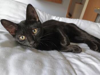 Rescue Domestic Short Hair Cats for Adoption in Pickerington, Ohio - Rye | PetCurious