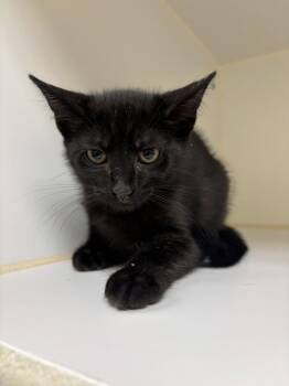 TINKY -  Domestic Short Hair Cat for Adoption in Texas City, Texas - TINKY | PetCurious