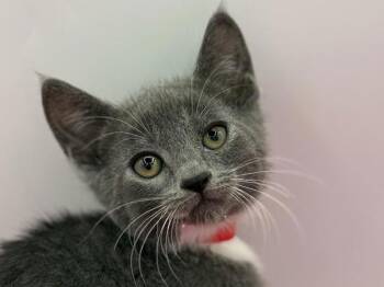 Cheyenne -  Domestic Short Hair Cat for Adoption in Portland, Oregon - Cheyenne | PetCurious