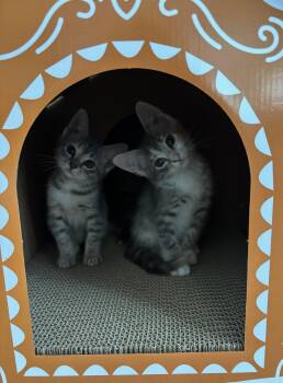 Domestic Short Hair Cats Available for Adoption in Orlando, Florida - Litten | PetCurious