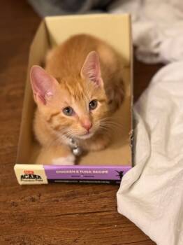 Rescue Domestic Short Hair and Tabby Cats for Adoption in Dallas, Texas - Kay-So | PetCurious