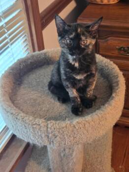 Spice -  Tortoiseshell Cat for Adoption - Spice | PetCurious