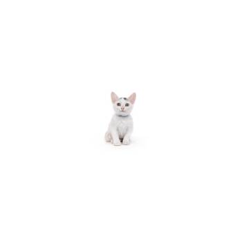 Domestic Short Hair Cats Available for Adoption in Los Angeles, California - Cherry Coke | PetCurious