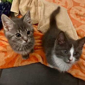 Adorable Shy 4 month old Kittens -  Domestic Short Hair Cat for Adoption in Hanson, Massachusetts - Adorable Shy 4 Month Old Kittens | PetCurious