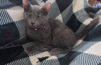 Willow -  Domestic Short Hair Cat for Adoption in Newport, Kentucky - Willow | PetCurious