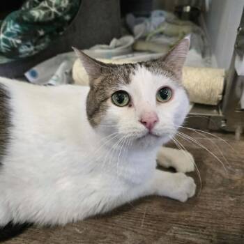 Wrigley -  Domestic Short Hair Cat for Adoption in Park Falls, Wisconsin - Wrigley | PetCurious