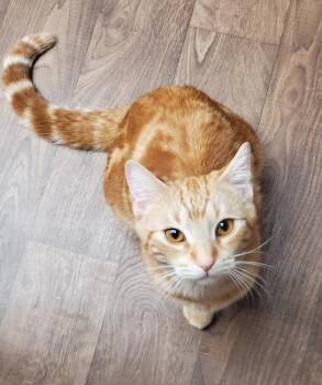 Domestic Medium Hair Cats Available for Adoption - Orange | PetCurious