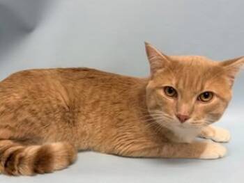 Bernie -  Domestic Short Hair Cat for Adoption in Woodbury, Minnesota - Bernie | PetCurious