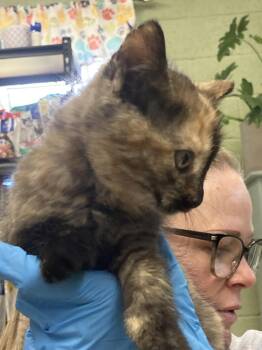 Domestic Short Hair Cats Available for Adoption in Burnsville, North Carolina - Bay Leaf | PetCurious