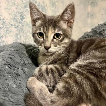 Rescue Domestic Short Hair Cats for Adoption in Los Angeles, California - Tippy | PetCurious
