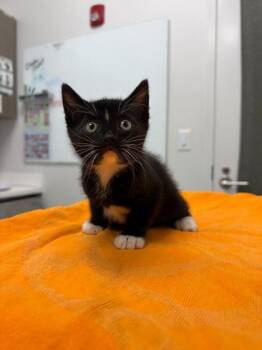 Born Carnivore Baby -  Domestic Short Hair Cat for Adoption in Kansas City, Missouri - Born Carnivore Baby | PetCurious