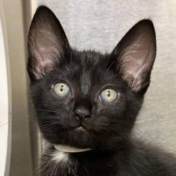 Hyperzone -  Domestic Short Hair Cat for Adoption in Walnut Creek, California - Hyperzone | PetCurious