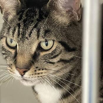 Tigger Roo -  Domestic Short Hair Cat for Adoption in Philadelphia, Pennsylvania - Tigger Roo | PetCurious