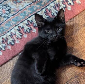 Mai -  Bombay and Domestic Short Hair Cat for Adoption in Wyandotte, Michigan - Mai | PetCurious