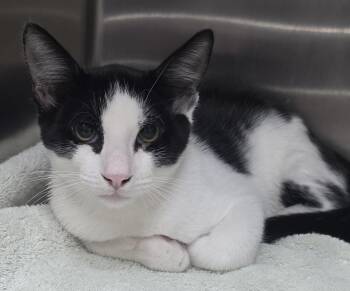 Moose -  Domestic Short Hair Cat for Adoption in Mission Viejo, California - Moose | PetCurious