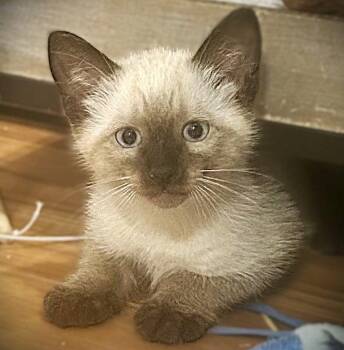 Siamese and Domestic Short Hair Cats Available for Adoption in Fort Myers, Florida - Yankee | PetCurious