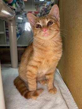 Big Buck$ -  Domestic Short Hair Cat for Adoption in Fort Collins, Colorado - Big Buck$ | PetCurious